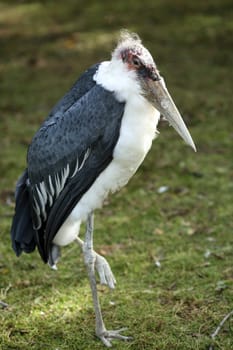 Details of a marabou stork in captivity.