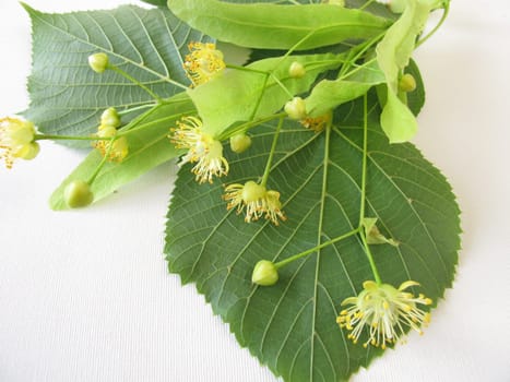 Branches with lime blossoms