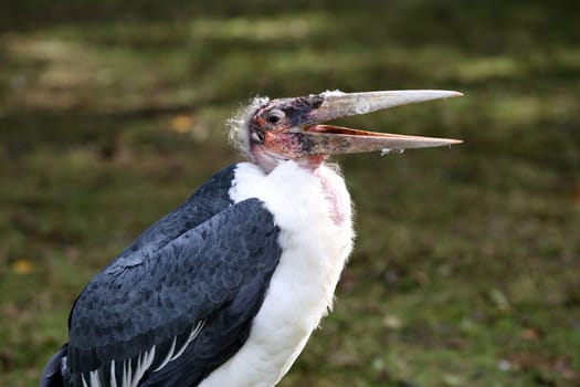 Details of a marabou stork in captivity.
