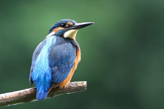 The kingfisher (Alcedo atthis)