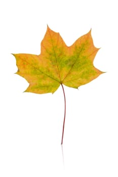 Leaf cropped with white background