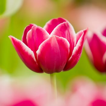 colorful tulips.