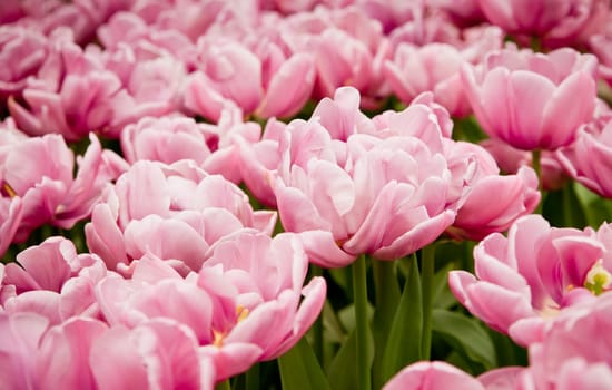 colorful tulips.