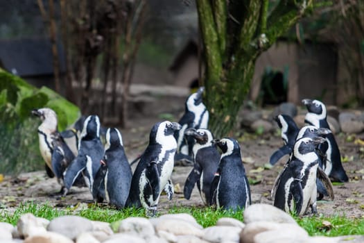 Penguins