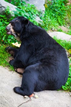 Black Bear