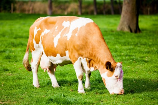 cows on meadow