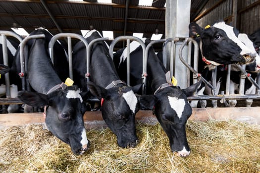 cows in a farm. Dairy cows in a farm.