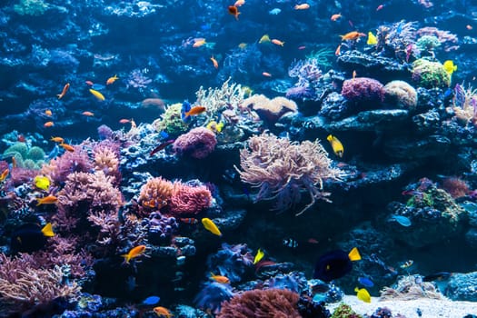 tropical Fish
