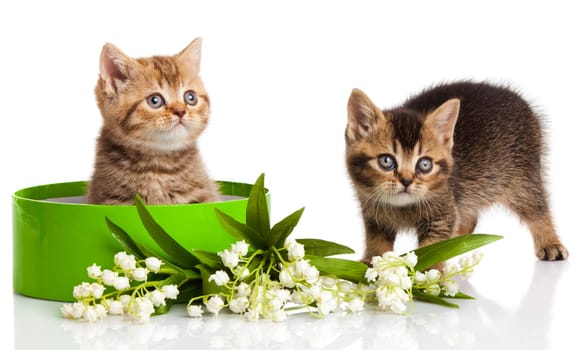 kitten in green gift box isolated on white.