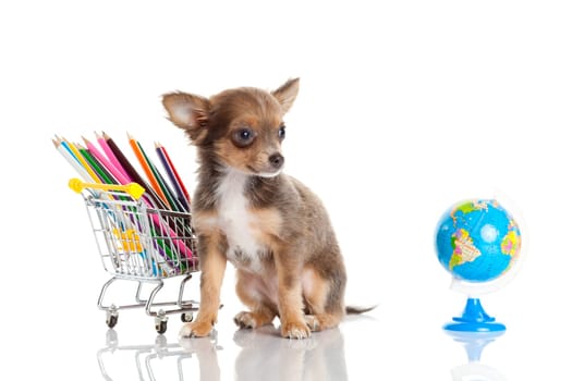dog with pencil and globe