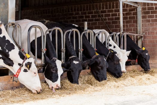 cows in a farm. Dairy cows in a farm.