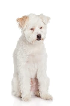White dog on white background