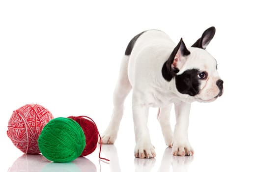 French Bulldog  puppy with a wool balls isolated on white background.