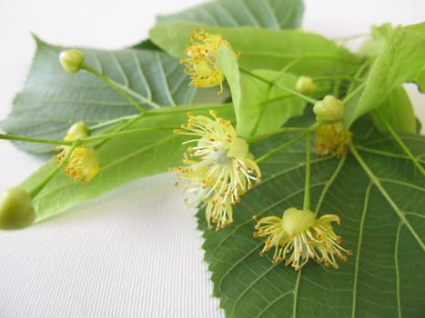 Branches with lime blossoms
