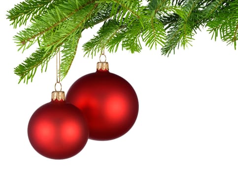 Insulated red Christmas tree baubles hang from a dense fresh fir branch