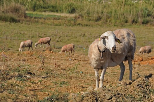 Sheep