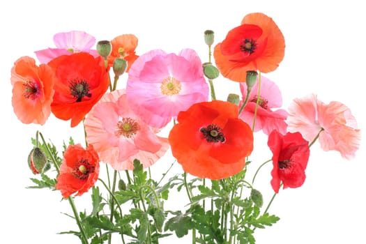 Different corn poppys