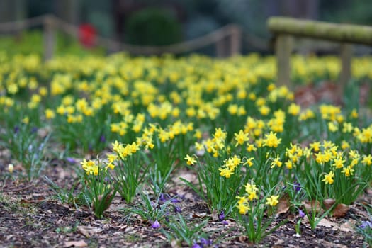 The details of a flowerbed in spring, the daffodils.
