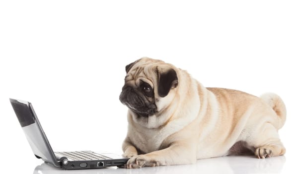 Pug Dog with laptop.