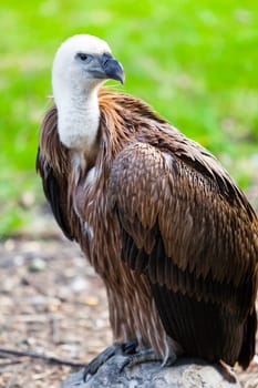 Eurasian griffon. vulture