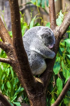 Sleeping koalas. Koala Bear