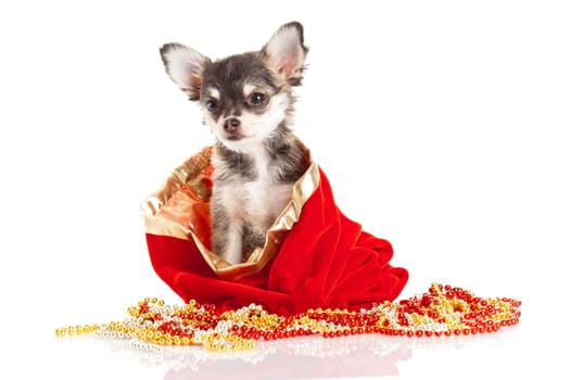 Chihuahua puppy for Christmas