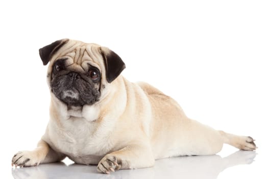 pug dog isolated on a white background