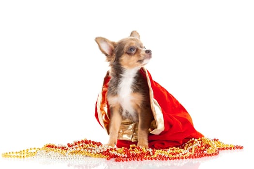 Chihuahua puppy for Christmas