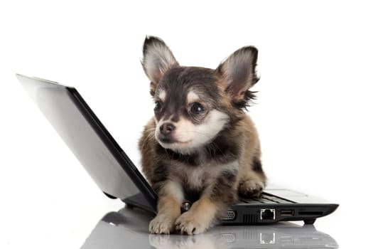 Portrait of a cute chihuahua dog in front of a laptop on white background.