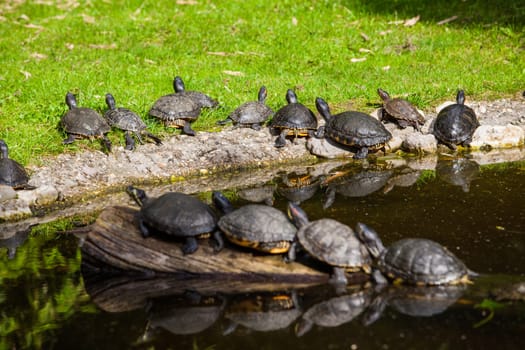 Turtles Sunning. Tortoises Doing Sunbath