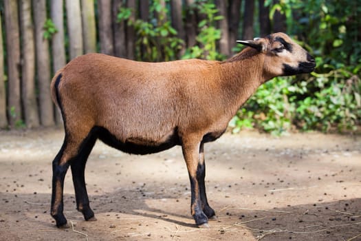 Goat