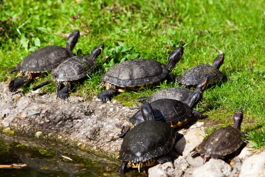 Turtles Sunning. Tortoises Doing Sunbath