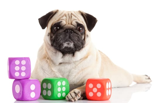 pug dog isolated on a white background