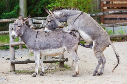 Two donkeys