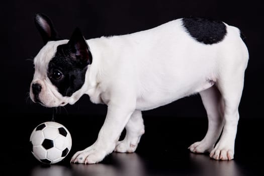French bulldog puppy with  ball on  black background