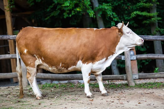 Cow