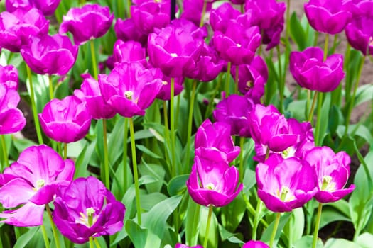 beautiful tulips field. Beautiful spring flowers. background of flowers