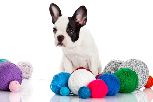 French Bulldog  puppy with a wool balls isolated on white background.