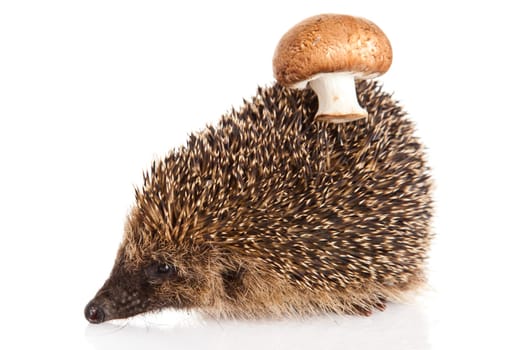 hedgehog on a white background. Hedgehog with mushroom