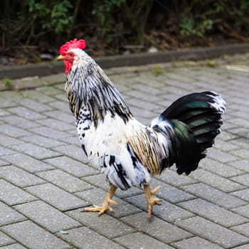 Beautiful Rooster.