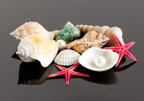 The exotic sea shell . treasure from the sea