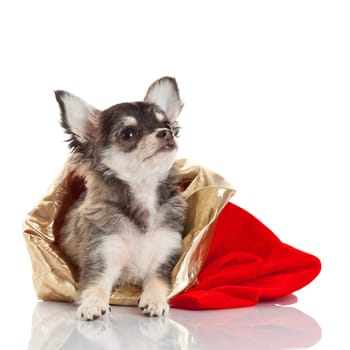 Chihuahua puppy for Christmas