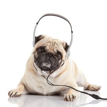 dog listening to music. Pug Dog isolated on White Background