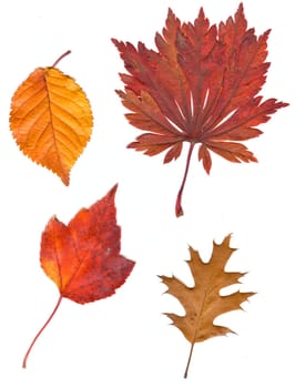 collection beautiful colorful autumn leaves isolated on white background.   colorful common Fall leaves