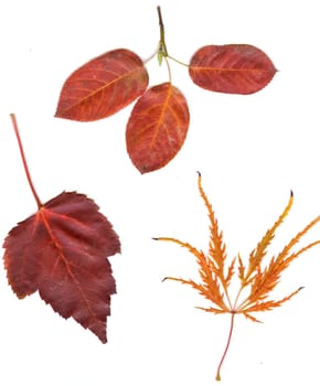 collection beautiful colorful autumn leaves isolated on white background.   colorful common Fall leaves