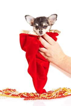 Chihuahua puppy for Christmas