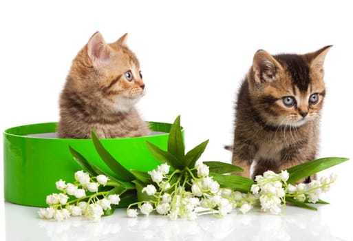 kitten in green gift box isolated on white.