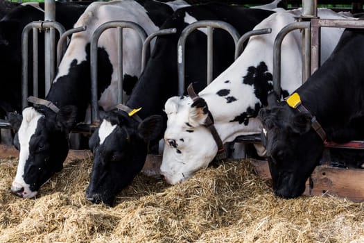 cows in a farm. Dairy cows in a farm.