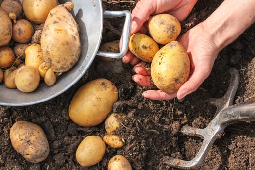 Potato harvest in the field