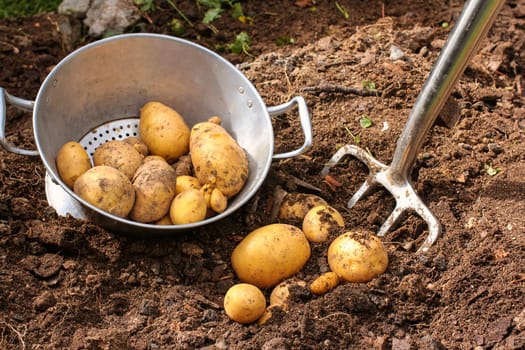 Potato harvest